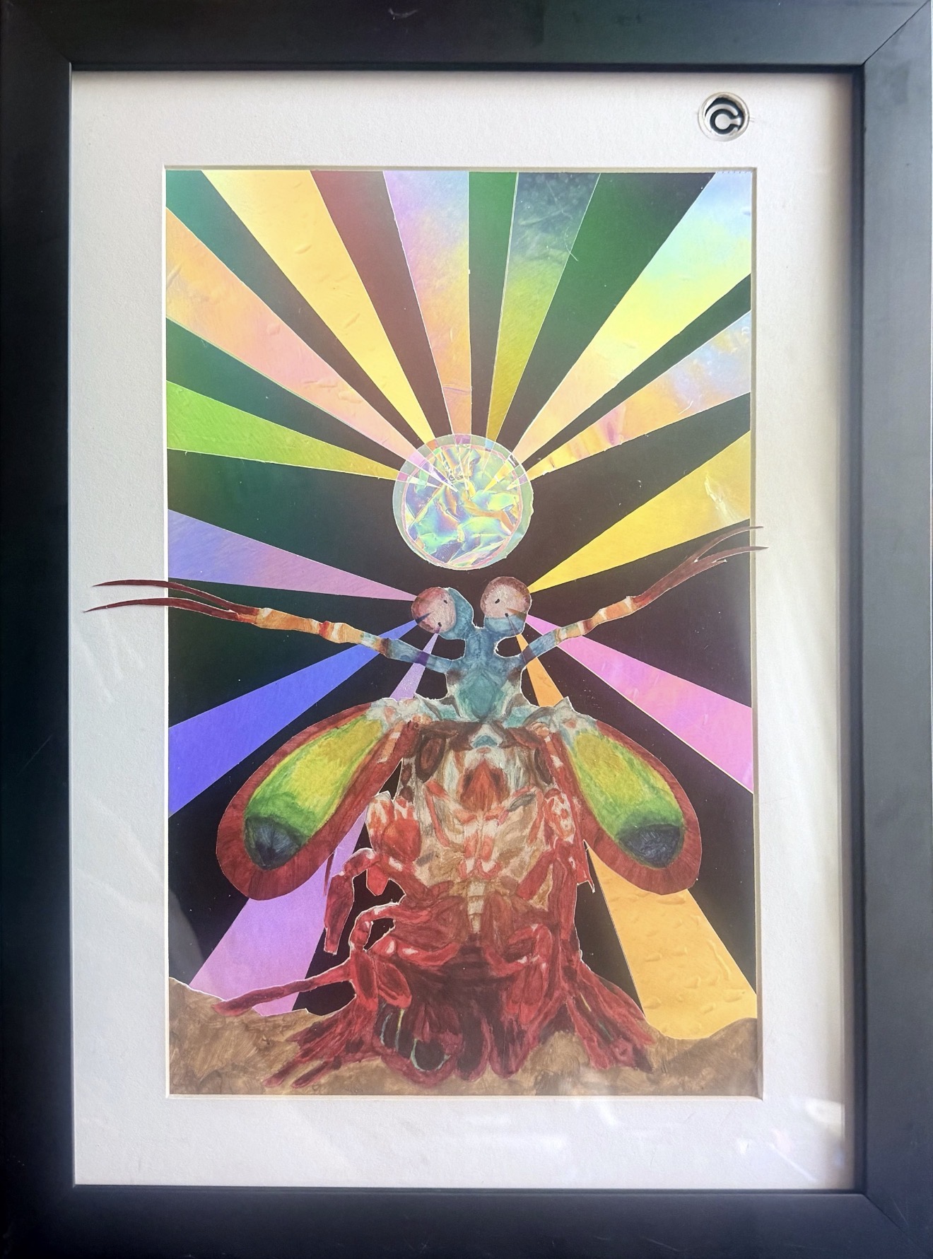 Expanded Perception: Peacock Mantis Shrimp